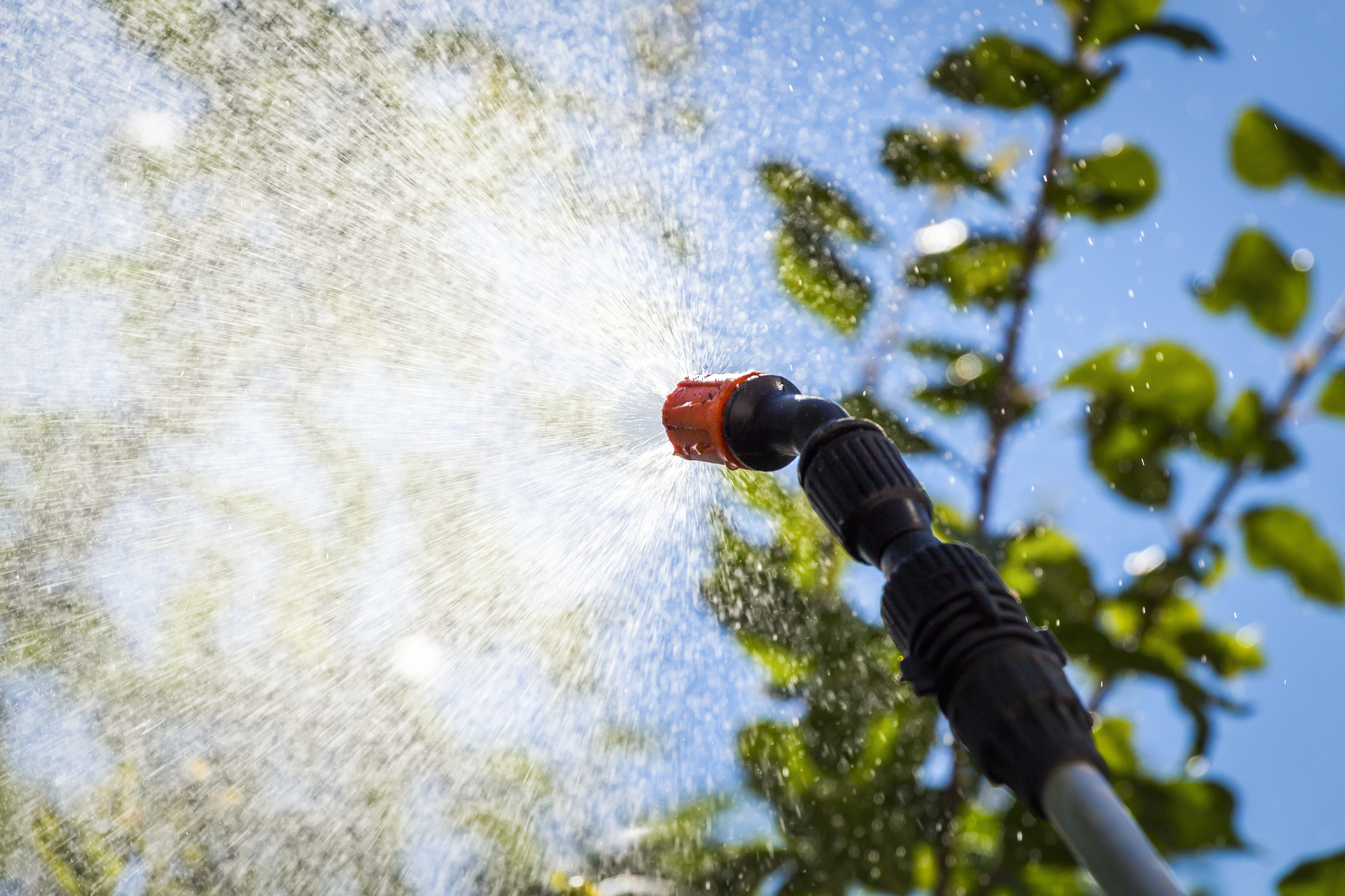 water sprinkler irrigating plants